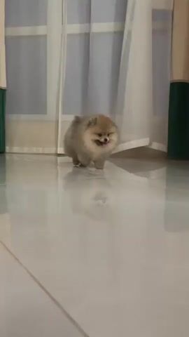 A pomeranian puppy walks across a shiny floor. The puppy has light brown and white fur. It is panting with its tongue sticking out. The puppy is in focus and its reflection is visible on the floor. The background is out of focus and shows curtains and a wall.