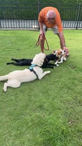 A man in an orange shirt and white shorts is standing on a grassy lawn, holding a red leash in his left hand. He is looking down at three dogs. A black dog is lying on the grass to the left. A large white dog is standing in the center, facing the man. A beagle is sitting in front of the white dog, looking up at the man. The man is holding a treat in his right hand, offering it to the beagle. A black fence and greenery are visible in the background. The video pans slightly, showing the interactions between the man and the dogs.