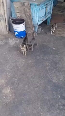 The video shows three cats on a dirt or gravel surface. In the foreground, two cats, one tabby and one gray, are interacting closely. The tabby cat is on the left and appears to be standing over the gray cat, which is facing away from the camera. To the right and further back, another tabby cat is sitting and looking towards the interaction. Behind the cats is a blue wooden structure with doors, and to the left, there is a large white and blue container, likely a bucket or drum, leaning against a wooden plank. The environment appears to be outdoors in a somewhat unkempt area.