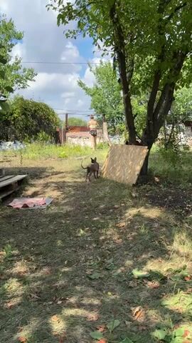 A small, dark-colored dog stands in a grassy yard, facing away from the camera. In the background, a person is visible from the waist up, wearing dark shorts and a lighter-colored top. The person is standing near a dilapidated structure. The yard is overgrown with grass and weeds. A large piece of plywood leans against a tree trunk to the right of the dog. The sky is partly cloudy.