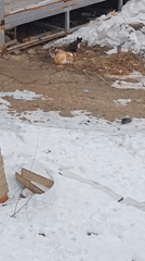 Three cats spotted on muddy ground in snowy Russia