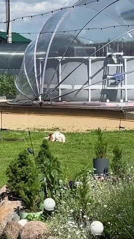 A small, light-colored dog is playfully rolling around on a green grassy lawn in front of a large, transparent greenhouse. The dog is visible in the center of the frame and appears to be enjoying itself, kicking its legs in the air and wiggling its body. The greenhouse has a curved, dome-like structure with white framing and is partially open, revealing a swimming pool inside. The background shows a cloudy sky and hints of other structures. In the foreground, there are several small evergreen plants and some decorative white spheres on the grass.