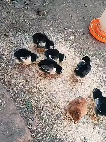 The video shows a group of seven chicks on a dirt floor covered with feed. Some of the chicks are black and white, while one is brown. They are pecking at the feed. In the upper right corner, a portion of an orange and white chicken feeder is visible. The lighting appears to be natural daylight. The camera is positioned above and to the side of the chicks, providing a clear view of their activity. The scene is still, with no apparent movement beyond the chicks' natural foraging behavior.
