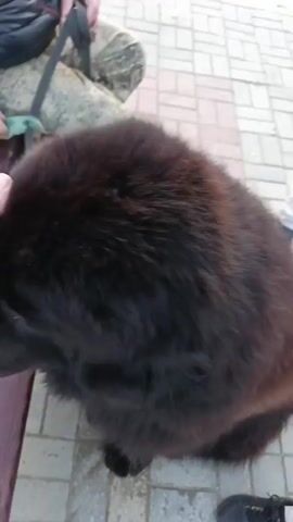 A hand gently strokes the head and face of a large, fluffy black dog. The dog is sitting next to a wooden bench, with someone seated on the bench beside it. The dog's fur is thick and a slightly lighter shade of brown is visible underneath the black. The dog briefly yawns. The scene takes place outdoors on a paved area.  A few people and another dog are visible in the background.