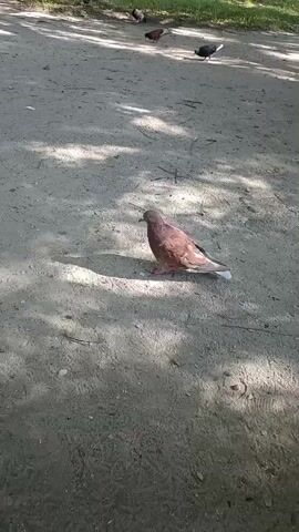 A lone brown pigeon stands on a dirt path, its head tilted slightly to the left. In the foreground, a feather falls to the ground. The background is blurred, but appears to be a park with trees casting shadows.