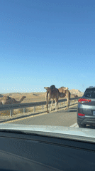 Camels block traffic on desert road near Arad, Israel