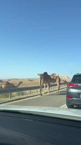 Camels block traffic on desert road near Arad, Israel