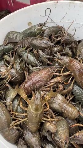 A close-up shot shows a large white bucket filled with a dense mass of live crawfish. The crawfish are predominantly dark green and brown, with some appearing lighter in color. They are piled on top of each other, with their antennae and legs visibly extended. In the upper left and upper right corners of the frame, parts of people's hands and arms are visible. The hands appear to be reaching into or sorting through the crawfish. One hand, on the left, has a dark fingernail and is wearing a ring. The other hand, on the right, is wearing a white watch. Behind the bucket, a portion of a red plastic crate is visible, also containing some crawfish. The overall environment appears to be outdoors, with a suggestion of dirt or gravel on the ground. The lighting is natural, indicating daytime.