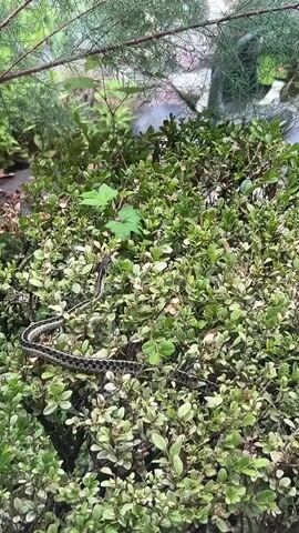 A garter snake is coiled on a dense, leafy green bush in a garden. The snake has a dark body with lighter stripes running down its length. It is positioned horizontally across the bush, with its head facing left. The bush appears to be well-maintained, with small, oval-shaped leaves. Above the bush, there are the feathery branches of a coniferous tree. The background is slightly blurred, but suggests a natural outdoor setting, possibly a backyard or park. The lighting indicates it is daytime, and the lush greenery suggests pleasant weather. No people are visible in the frame, and there is no visible text.