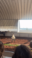 Indoor dirt riding arena documented in rural Mexico