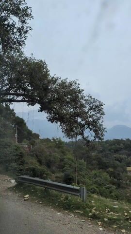 The video shows a winding road through a mountainous, forested area. The weather appears overcast. The road has a concrete barrier on one side. A motorcycle is seen driving on the road. There are trees on the slopes next to the road, and some have white paint near their bases. A small concrete structure is visible beside the road, apparently channeling water.  In the distance, mountains are visible through a haze.