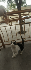 Cat stands on hind legs reaching for meat on porch