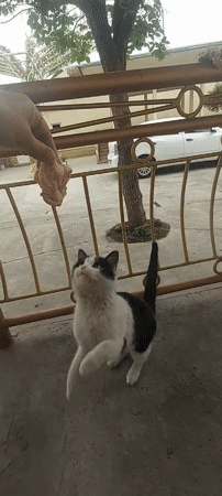 Cat stands on hind legs reaching for meat on porch