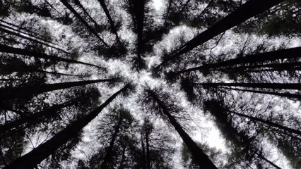 Forest canopy and resting dogs among Manali pines