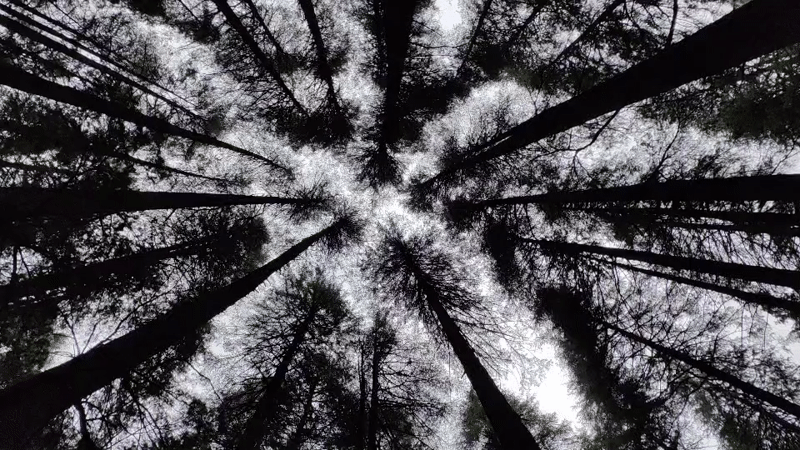 Forest canopy and resting dogs among Manali pines
