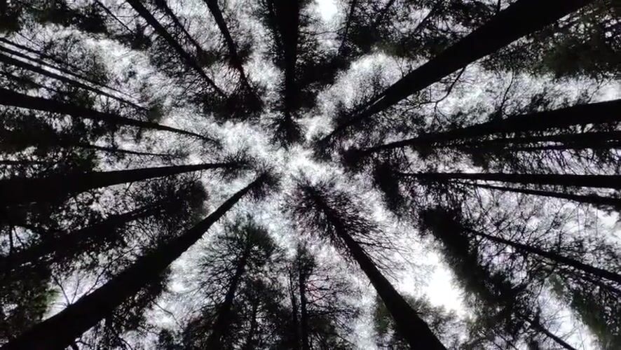 Forest canopy and resting dogs among Manali pines
