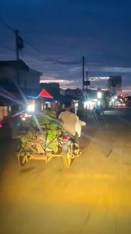 A person rides a motorcycle with a sidecar attached, transporting a large load of green bananas. The motorcycle is viewed from behind, driving away from the camera on a street illuminated by bright yellow vehicle headlights. The sky is dark, indicating dusk or dawn, with artificial lights from buildings and streetlights visible in the background. Power lines crisscross the top of the frame.
