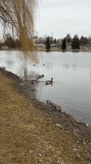 Canada geese spotted at Woodstock lakeside during overcast evening