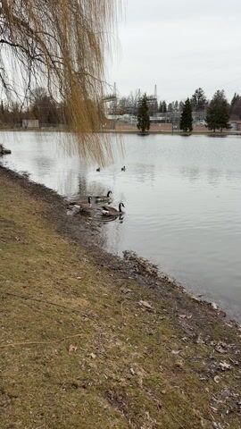 The scene shows a body of water, possibly a small lake or pond, under a cloudy sky. In the water, there are four Canada geese swimming. The camera is positioned on the shore, where grass and some bare earth are visible. A willow tree's branches hang down from the top left corner of the frame, partially obscuring the view. Across the water, there's a grassy area with several pine trees, and in the background, there are electrical transmission towers.
