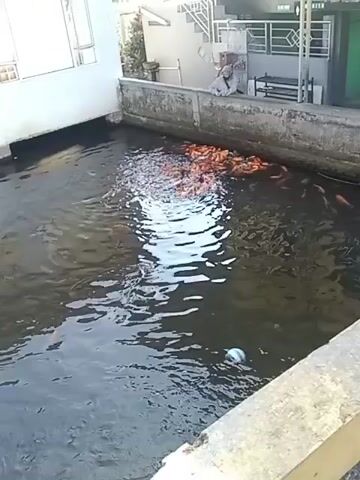 A group of people are feeding a large school of fish in a narrow, concrete-lined body of water. One person is leaning over the edge of the water, appearing to be scattering food. The fish, primarily orange and red, are gathered in a dense school. The water is murky and has some debris floating on the surface. In the background, there is a building with white and gray siding, stairs leading up to an entrance, and a green structure. Another person is visible standing further back from the water.