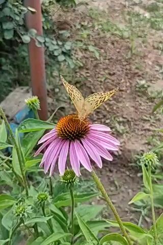 A brown butterfly with orange spots perches on the center of a pink coneflower. The butterfly's wings are slightly raised, and its body is angled towards the right. The coneflower is in focus, with its petals spread open and its spiky, orange center prominent. Several other coneflower buds, still closed, are visible in the foreground and background. The background is blurred, showing green foliage and brown soil, suggesting an outdoor garden setting. A thin, reddish-brown pole is visible on the left side of the frame.