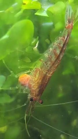 A close-up, slow-motion video shows a single, small, translucent shrimp with red and brown markings. The shrimp is positioned vertically, with its head pointing downwards. Its body is segmented, and it has multiple legs and antennae. A reddish-orange, sac-like structure is visible attached to the underside of its head area, possibly eggs or a food source. The shrimp is surrounded by blurred green aquatic plants, suggesting it is in a freshwater environment like an aquarium. The lighting appears to be from above and slightly to the side, illuminating the shrimp and creating subtle reflections on its body. The shrimp is mostly still, with only slight movements of its antennae and legs.