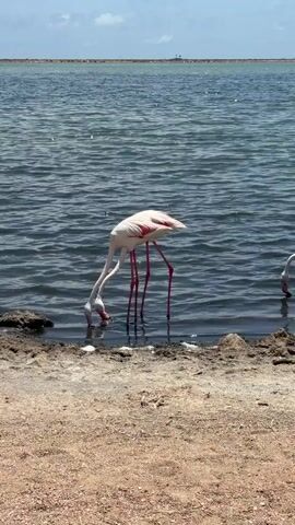 A video shows a body of water with flamingos. The water is choppy and appears to be a lake or lagoon. The flamingos are mostly pink and white with long, thin legs and necks. They are seen wading in the water and bending down to feed. The shoreline is visible, with sand and some sparse vegetation. In the background, there is a flat landscape with a line of trees and buildings in the distance. The sky is blue with some clouds.