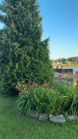A calm lake scene under a clear blue sky. In the foreground, a lush green lawn is decorated with a flower bed featuring red and green plants. To the left, a tall evergreen tree stands prominently. Beyond the lawn, a wooden dock extends into the water, where several people are seated on benches, enjoying the view. A small overturned green boat rests on the grass near the dock. The background shows a treeline across the lake and a few houses. The overall atmosphere is peaceful and serene.