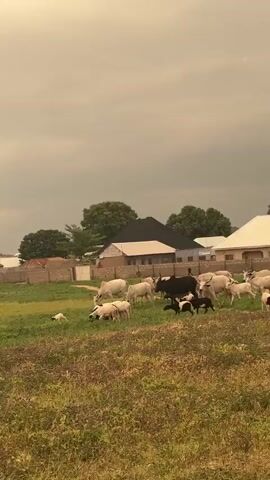 In a rural setting with houses in the background, a herd of cattle and sheep graze on a grassy field under an overcast sky. A small, light-colored dog runs among the animals. The houses are simple, one-story structures with visible roofs and brick or concrete walls. The field has patches of green grass and dry, brown vegetation. The sky is a dull gray, suggesting either rain or heavy cloud cover. A dark-skinned individual is walking among the herd, possibly tending to them.