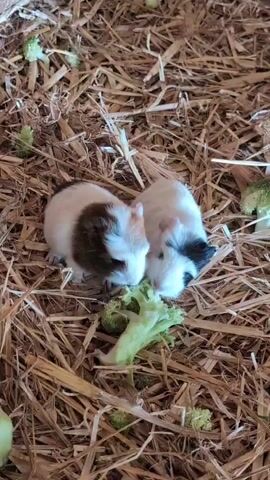 Two baby guinea pigs are eating broccoli in a pile of hay. One guinea pig is brown and white, and the other is black and white. The guinea pigs are very close to each other. The hay is dry and yellow. There are also some small green pieces of broccoli scattered around.