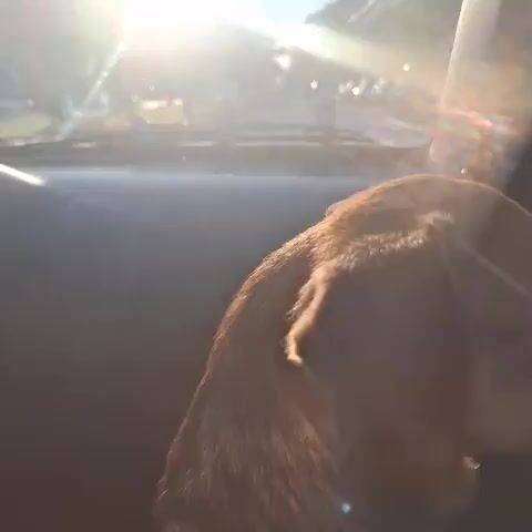 The video is taken from inside a car. A brown dog is visible in the foreground, looking out the window. The sun is shining brightly, creating lens flare. Outside the car, a street is visible with trees lining the side and several cars parked along the curb. The car appears to be moving.