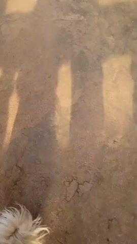 A tan hand pets a small, long-haired, white dog on a concrete surface. The hand begins by gently holding the dog's face, then moves down to pet the dog's back and tail. The dog is leashed. A broom lies in the background. The concrete surface has cracks running through it and shadows cast across it.