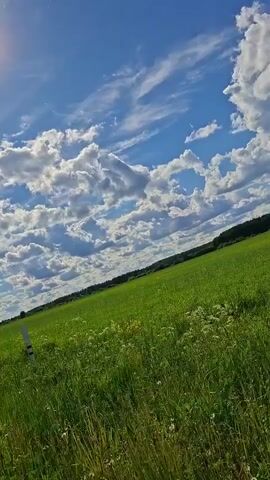 The video presents a serene landscape featuring a vibrant green field under a bright blue sky dotted with numerous fluffy white clouds. The sun shines prominently, its light diffused slightly. In the distance, a line of trees marks the horizon. Throughout the video, the camera moves, shifting perspective across the field and highlighting different clusters of foliage, including a bush and a tree, adding depth to the scene.