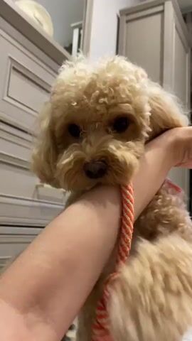 A small, fluffy, light brown dog with a playful expression is held by an arm. The dog is wearing a bright orange and white striped collar. The dog is tugging on what appears to be a leash or rope attached to its collar. The background shows a closet with light gray doors and drawers, suggesting an indoor setting, possibly a bedroom.