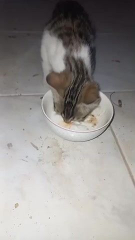 A tabby and white cat is eating from a white bowl on a tiled floor. The cat's head is down in the bowl, and its ears are perked up. The floor is dirty with some debris.