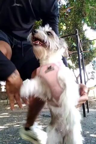 A man in a black long-sleeved shirt and dark shorts holds a fluffy, medium-sized dog in his hands. The dog is white and gray, with a pink harness. The man holds the dog upright, examining it from different angles. They are in an outdoor setting, possibly a park, with trees and a metal structure in the background. The lighting is bright, suggesting it is daytime.