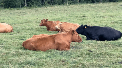 Herd of cows resting in a rural grassy field