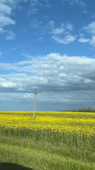 Spring blooms captured in Russian countryside field