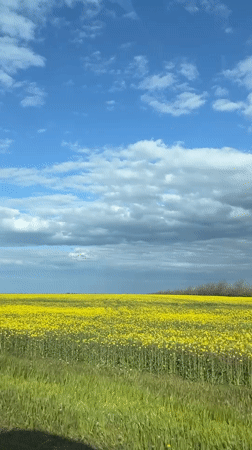Spring blooms captured in Russian countryside field