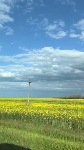 Spring blooms captured in Russian countryside field