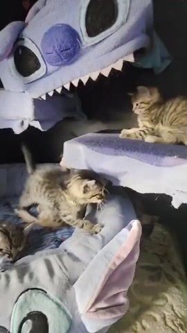 A group of kittens plays around a large, blue stuffed toy resembling a monster. Two kittens are at the top, and two are at the bottom. One kitten on the bottom is lying on its back and playing with its paws, while another kitten is in front of it. The kitten on the top right is looking at the other kittens playing below. The stuffed toy has large white teeth and black eyes.