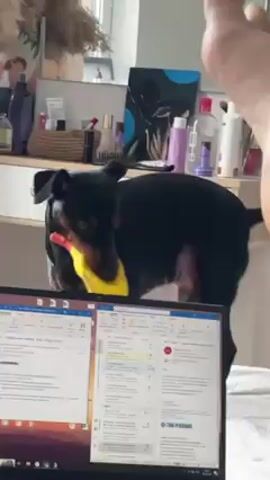 The video features a close-up shot of a person's foot in the foreground, partially obscuring the scene behind it. In the background, a black and tan dog is visible, chewing on a long, yellow and red squeaky toy. The dog is standing on a white, textured bedspread. To the left, a laptop is open, displaying an email inbox. Behind the laptop and dog, a shelf is visible, holding toiletries and makeup brushes. The walls are white, and the lighting is bright and natural.
