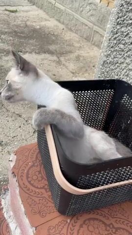 A light-colored kitten with darker points is sitting in a black basket with a beige handle. The kitten is looking to the left in the first frame, then tucks its head down in the second frame, and then looks up again in the third and fourth frames. The basket is placed on a surface with decorative tiling. In the background, there are concrete steps and a textured wall.