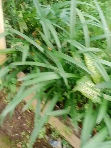 The camera moves shakily over a garden. There are plants with long, grass-like leaves in one corner. The camera moves to the right across the ground, which is mostly dirt. There are some patches of green grass or moss on the ground. Then camera continues right and there are more green plants.