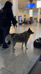Dog wanders airport terminal alongside crypto kiosks and Borjomi water
