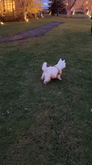 Two dogs play on lawn in Samara garden