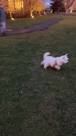 Two dogs play on lawn in Samara garden