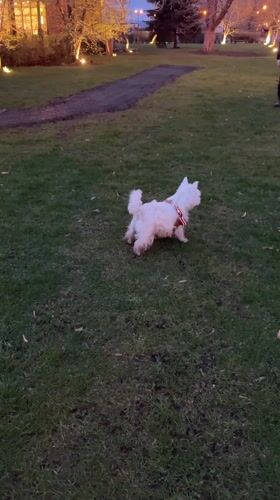 Two dogs play on lawn in Samara garden