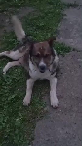 A medium-sized dog with brown, white, and black fur lies on the ground, a mixture of grass and concrete. The dog's body is mostly on the grass, with its front legs extended forward on the concrete. Its tail is held high and appears to be wagging. The dog's mouth is open, and it seems to be panting or looking at something out of frame. The lighting suggests it is late afternoon or early evening.