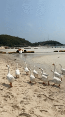 White geese flock spotted on Pattaya beach Thursday morning